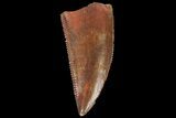 Serrated, Raptor Tooth - Real Dinosaur Tooth #134538-1